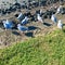 Red-billed gulls and pigeons at the rocky coast.