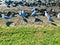 Red-billed gulls resting at the rocky coast.