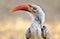 Red-billed Hornbill, Kruger National Park, South A