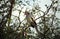 Red-billed hornbill, Kruger National Park, South African Republi