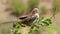 A red-billed hornbill perched on a branch, Kruger National Park, South Africa