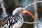 Red-billed Hornbill sitting on a branch overlooking a road in the Kruger Park