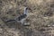 Red-billed Hornbill sitting on the ground in a glade in an African bush in a dry season