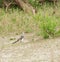 Red-billed Hornbill Tockus erythrorhynchus