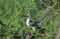 RED BILLED HORNBILL tockus erythrorhynchus, ADULT STANDING IN ACACIA TREE, KENYA