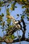 Red-billed hornbill on a tree branch