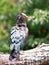 Red Billed Ibis resting in a tree with a beautiful crest against a natural tree background