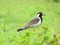 Red billed Indian heron water bird