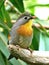 Red-billed Leiothrix (Leiothrix lutea)