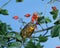 Red Billed Leiothrix, leiothrix lutea, Adult standing on Rose Hip Branch
