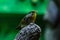 Red-billed leiothrix pekin nightingale, pekin robin on the branch