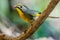 Red-Billed Leiothrix - Sitting On A Branch