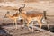 Red Billed Ox pecker sitting on the back on an Impala