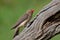 Red-billed Oxpecker