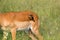 Red-billed oxpecker African bird pulling fur of Impala to make nest at Serengeti in Tanzania, Africa