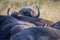 Red-billed oxpecker on the back of a Buffalo.