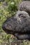 Red-billed oxpecker on a Buffalo - Botswana - Africa