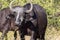 Red-billed Oxpecker Buphagus erythrorhynchus, care African Buffalo, Chobe National Park, Botswana