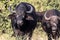 Red-billed Oxpecker Buphagus erythrorhynchus, care African Buffalo, Chobe National Park, Botswana