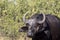 Red-billed Oxpecker Buphagus erythrorhynchus, care African Buffalo, Chobe National Park, Botswana