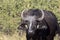 Red-billed Oxpecker Buphagus erythrorhynchus, care African Buffalo, Chobe National Park, Botswana