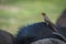 Red billed oxpecker cleaning ticks from Cape buffalo.