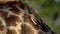 Red-billed oxpecker feeding on a giraffe