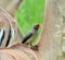 Red-billed Oxpecker perching on Impala Antelope