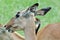 Red-billed Oxpecker perching on Impala Antelope