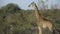 Red Billed Oxpecker pesters a Giraffe