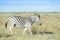 Red-billed oxpecker on Plains zebra hitch-hiking