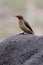 Red-billed oxpecker on a Rhino