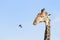 Red-billed Oxpeckers on a giraffe