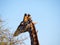 Red-billed oxpeckers on a Giraffe\'s head