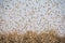 Red-billed Quelea Flock in Flight over the Plains of Africa