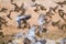 Red-billed quelea flock flying back and forth between trees and the waterhole in the Kgalagadi