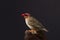 Red-Billed Quelea perched on rock