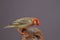 Red-Billed Quelea perched on rock (White mask);