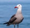 Red Billed Seagull