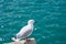 Red billed seagull standing on post