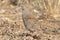 Red-billed spurfowl on ground in northern Namibia, Africa