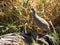 Red-billed spurfowl isolated in the wild