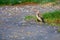 Red-billed Starling