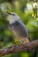 Red billed starling looking up