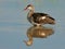 Red-billed teal