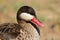 Red-billed teal