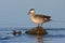 Red-billed Teal