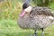 Red billed teal anas erythrorhyncha