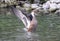 Red-billed teal bird landing in the water