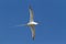 A Red-billed Tropic Bird, Phaethon aethereus, in flight against blue sky, Galapagos Islands